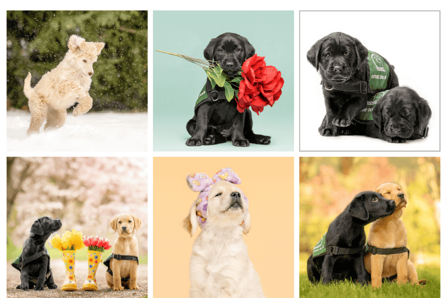 2027 Green Capes Puppy Calendar - Image 3