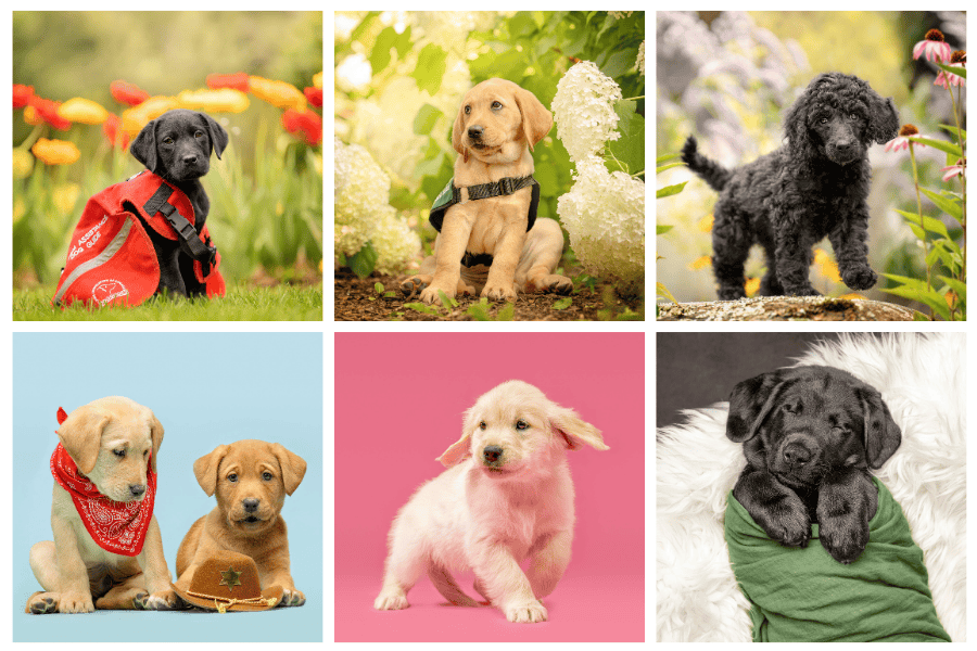 2027 Green Capes Puppy Calendar - Image 2