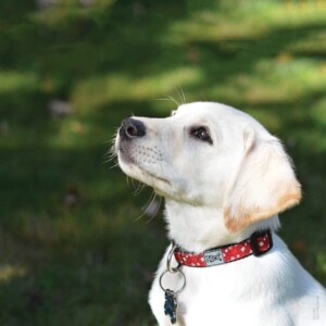 Picture of a yellow lab in a red collar. A picture of a young yellow lab