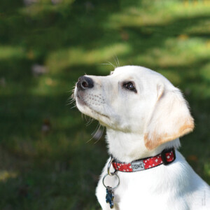 A picture of a young yellow lab