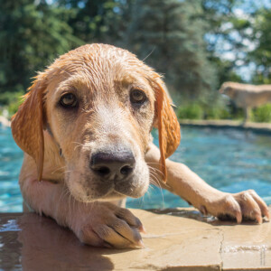 Picture of a young yellow lab