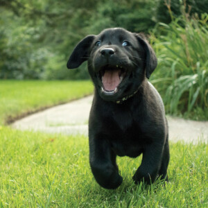 A picture of a black lab