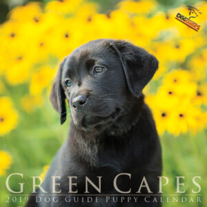 A black lab sit in front of the camera looking adoringly towards the left. The background of the image is of yellow flowers