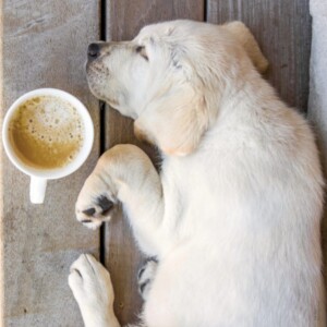 A photo of a yellow lab puppy lying on hard wood floors beside a coffee cup