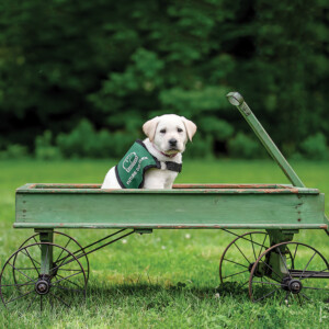 A picture of yellow lab puppy sitting in a wagon