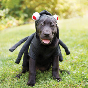 A photo of young black lab wearing a spider costume