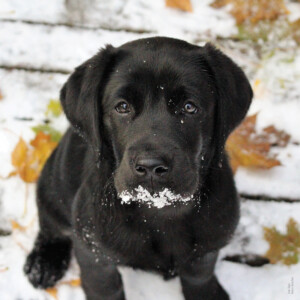 A picture of a black lab looking at the camera