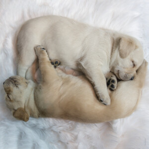 A photograph of two yellow lab puppies sleeping